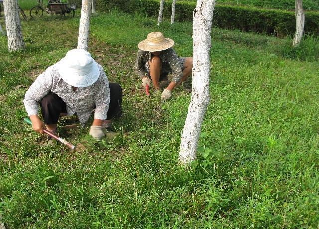 園林綠化養(yǎng)護